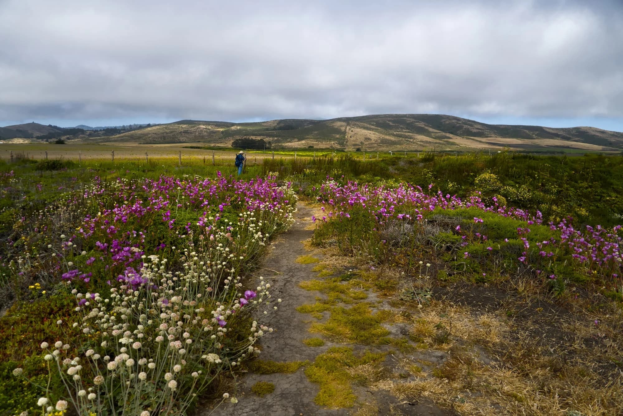 Cowell-Purisima Coastal Trail