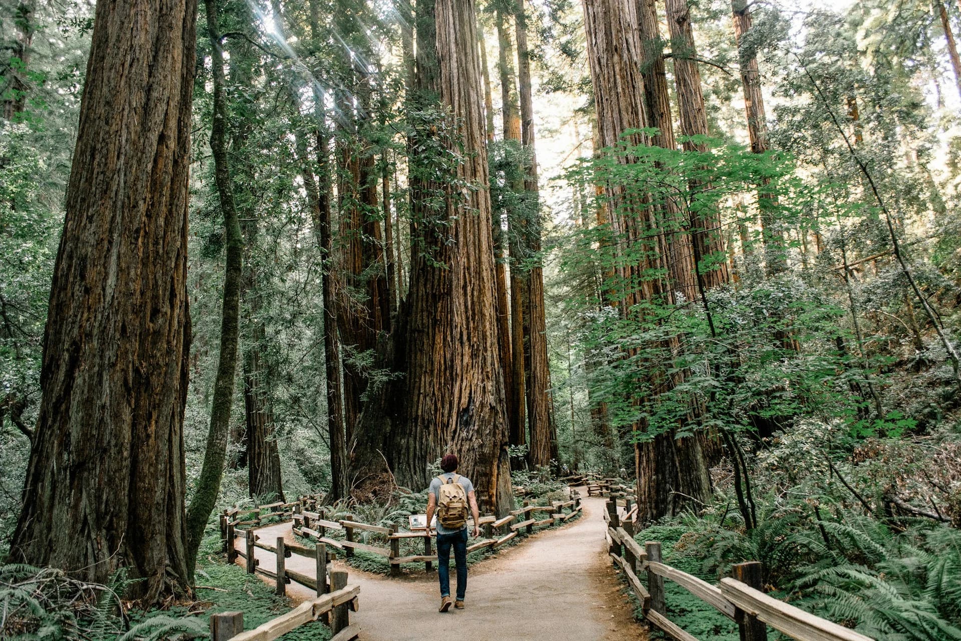 Muir Woods National Monument