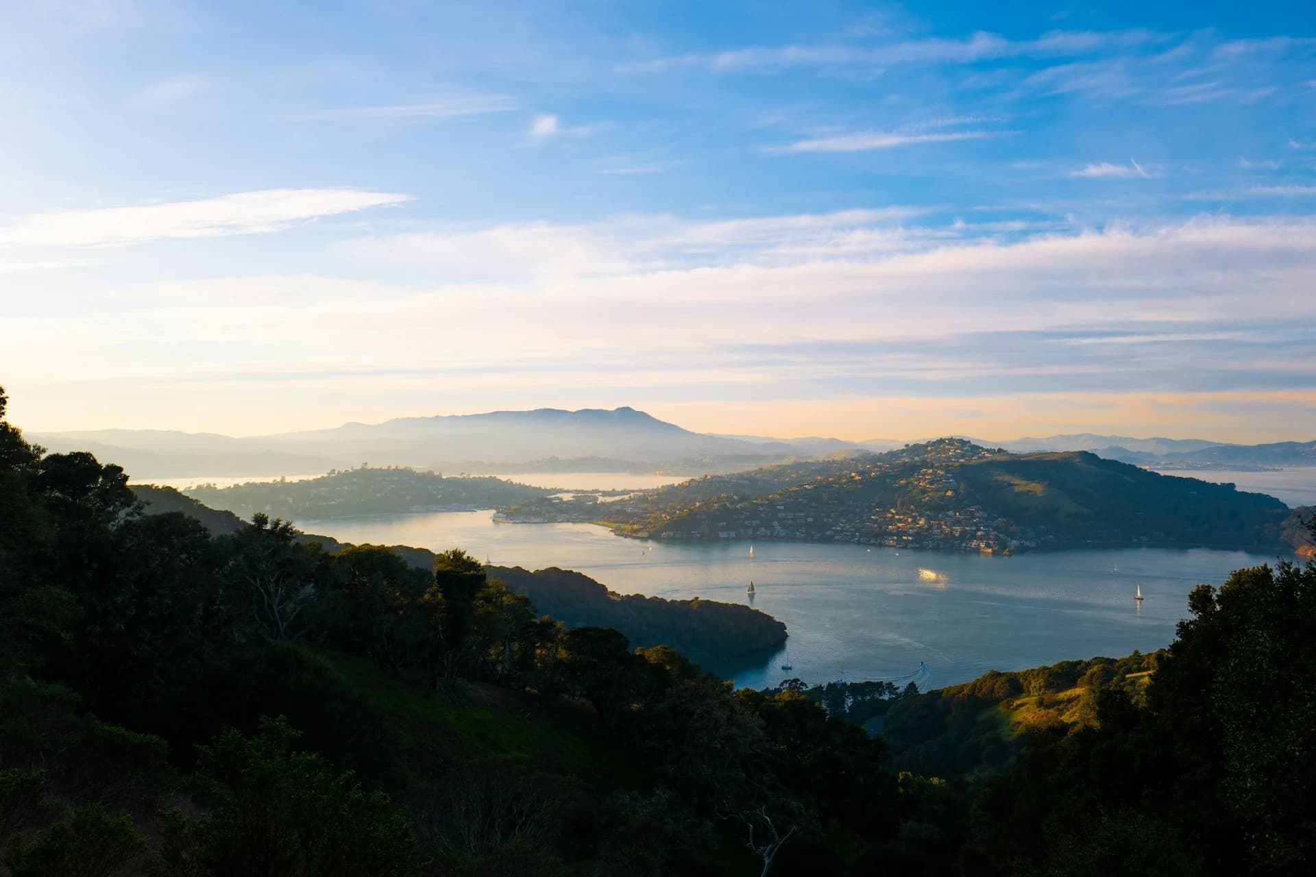 Tiburon