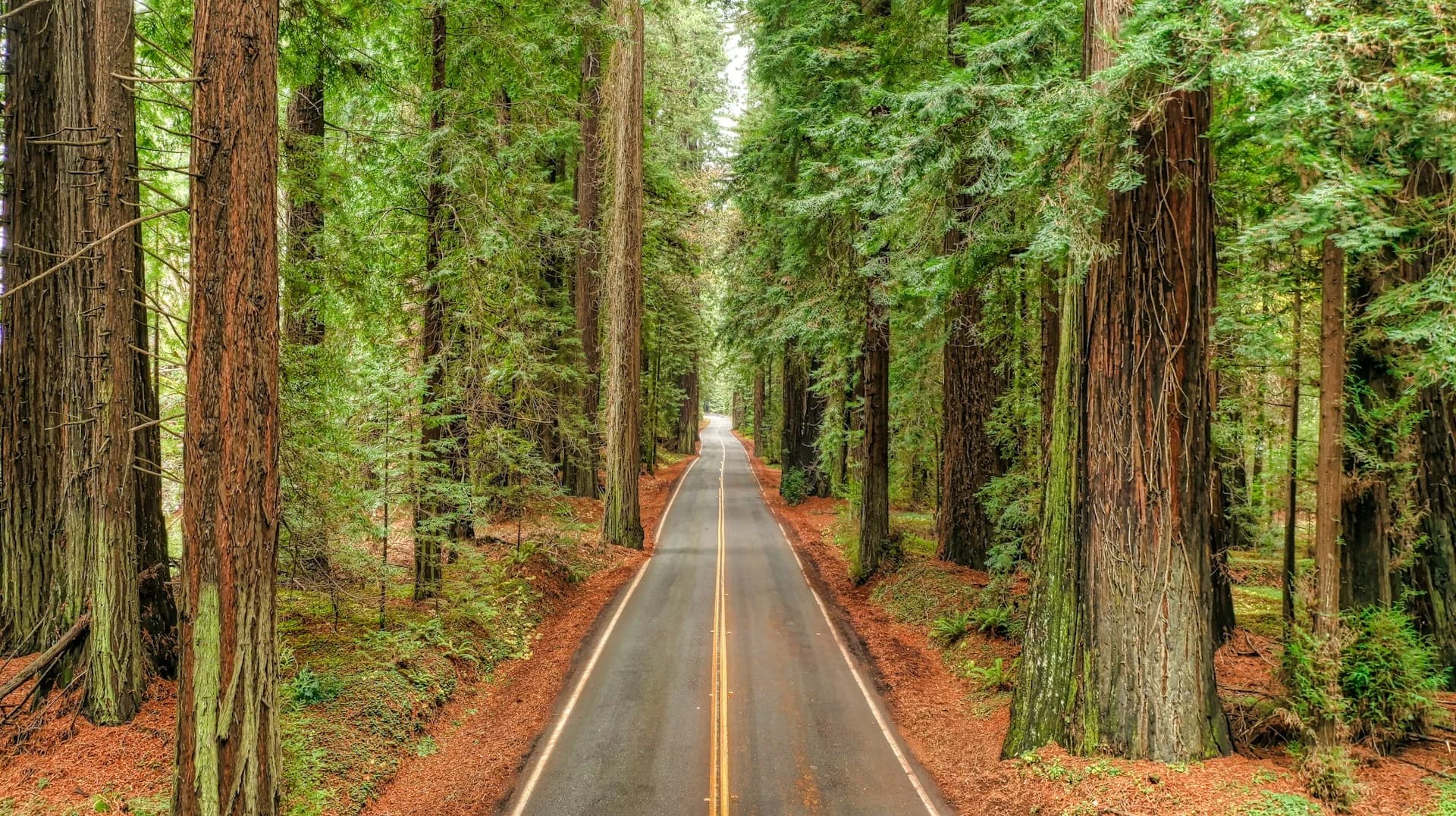 Avenue of the Giants