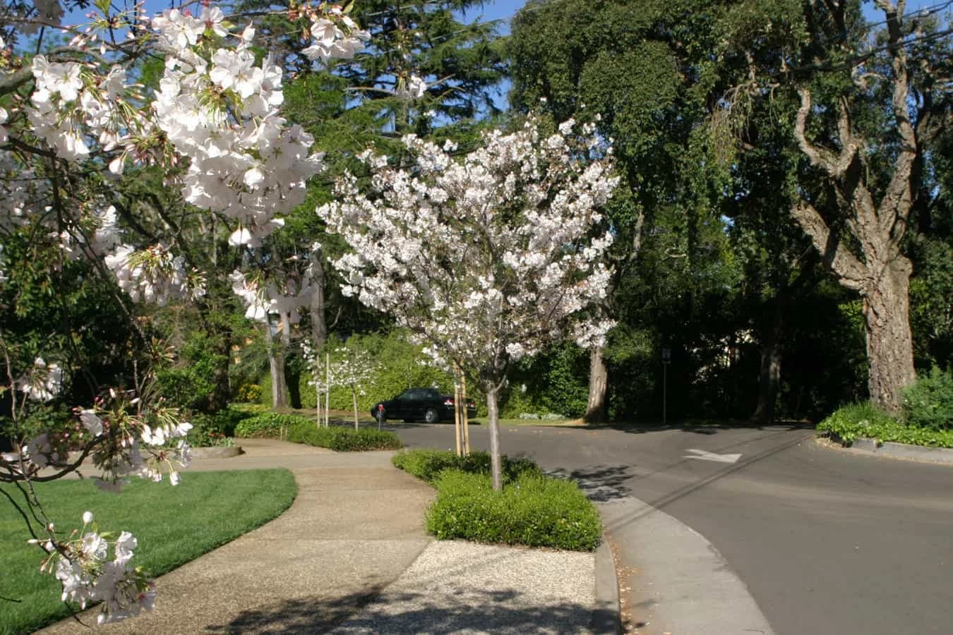 San Mateo Park